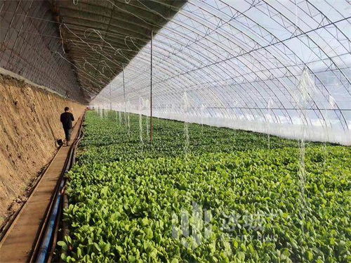 2021年黑龍江省食用農(nóng)產(chǎn)品合格率達(dá)98%以上，安全水平持續(xù)提升
